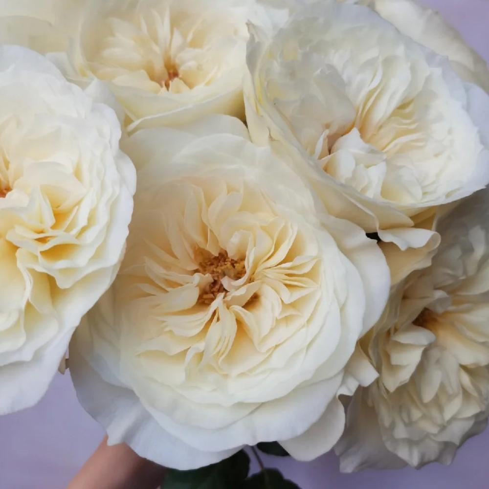 Lionora White Roses Leonora Rose – Timeless White Austin Elegance – Rose_Explosion