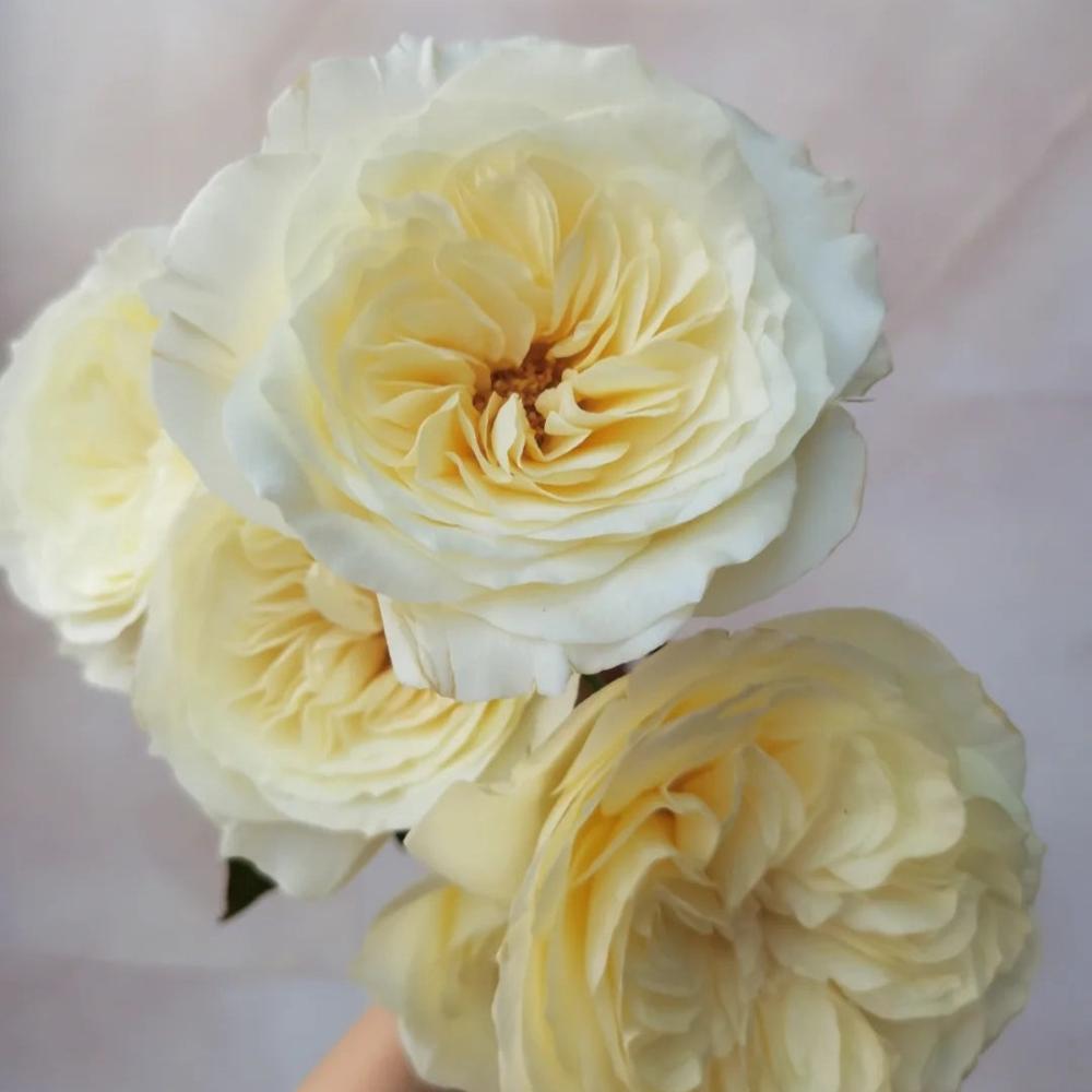 Lionora White Roses Leonora Rose – Timeless White Austin Elegance – Rose_Explosion