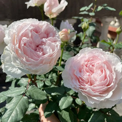 Enchant Your Garden with Les Fraises Rose | Live Shrub Rose