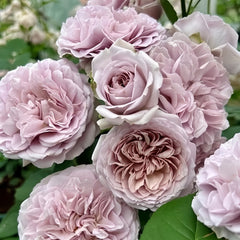 Le soir Rose Plant|暮色/夕暮