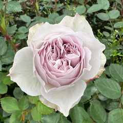 Le soir Rose Plant|暮色/夕暮