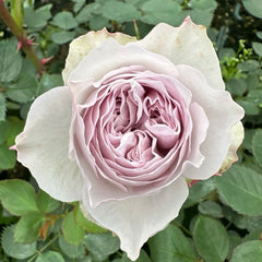 Le soir Rose Plant|暮色/夕暮