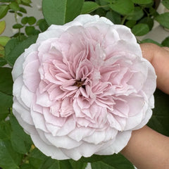 Le soir Rose Plant|暮色/夕暮
