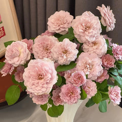 Le soir Rose Plant|暮色/夕暮