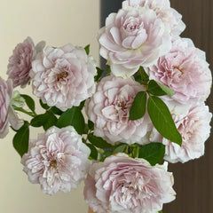 Le soir Rose Plant|暮色/夕暮