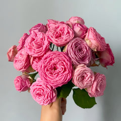 Lianzhou Rose