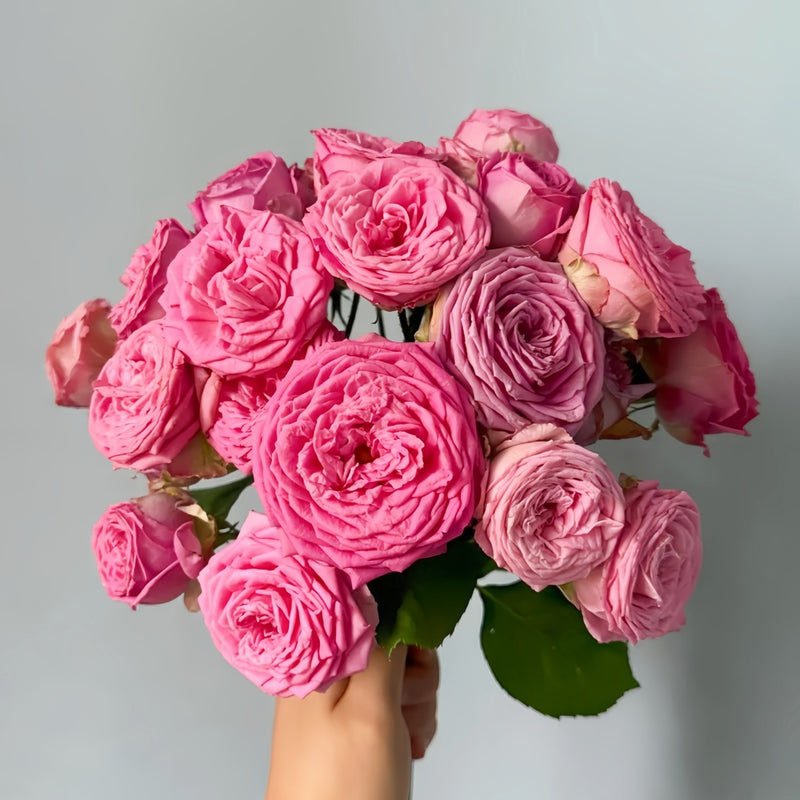 Lianzhou Rose
