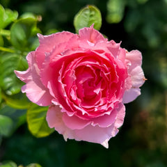 A close-up of a blooming pink rose with layered ruffled petals, surrounded by green leaves against a softly blurred garden background.