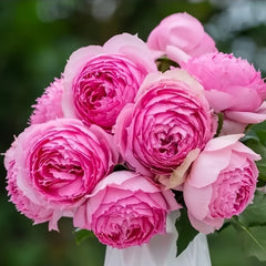 Lianzhou Rose