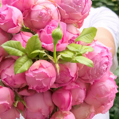 Lianzhou Rose