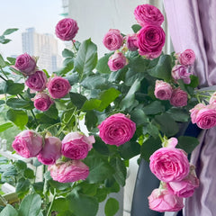 Lianzhou Rose