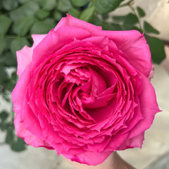 Lianzhou Rose