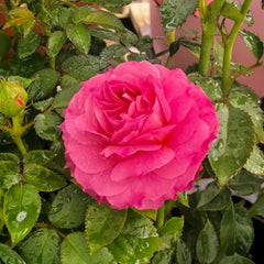 Lianzhou Rose