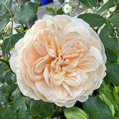 Lichfield Angel Rose