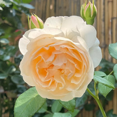 Lichfield Angel Rose