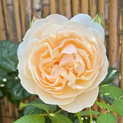 Lichfield Angel Rose
