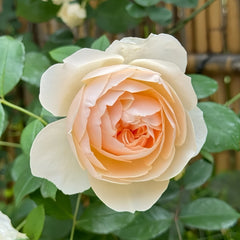 Lichfield Angel Rose