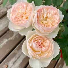 Lichfield Angel Rose