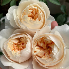 Lichfield Angel Rose