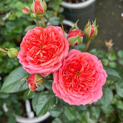 Life Rose Plant|生命