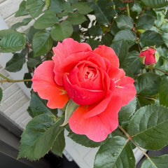Life Rose Plant|生命