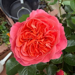 Life Rose Plant|生命