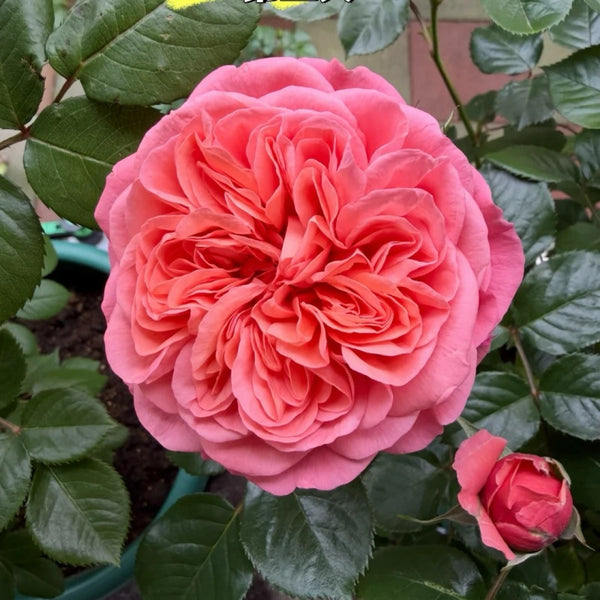 Life Rose Plant|生命