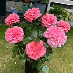 Life Rose Plant|生命
