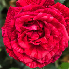 Ligare Rose Plant