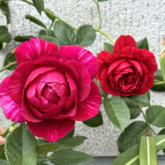 Ligare Rose Plant