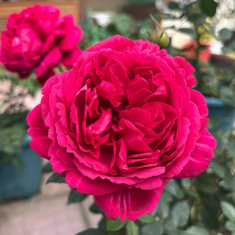 Traviata Rose Plant|茶花女