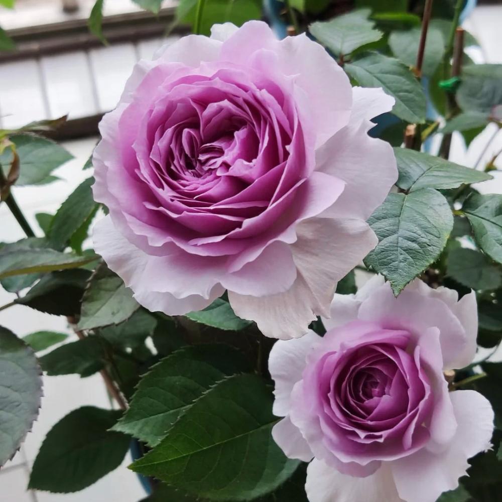 lavender rose plants for sale Lilas Rose Plant|丽拉玫瑰