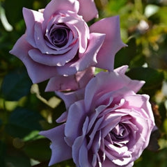 Lilienthal Rose Plant