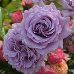 Lilienthal Rose Plant