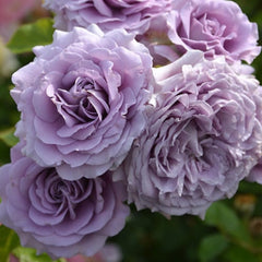 Lilienthal Rose Plant