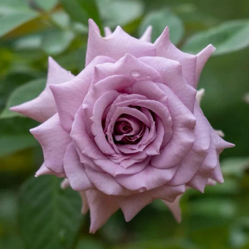 Lilienthal Rose Plant