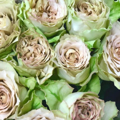 Literature Rose Plant|文学