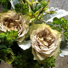 Literature Rose Plant|文学