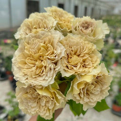 Literature Rose Plant|文学