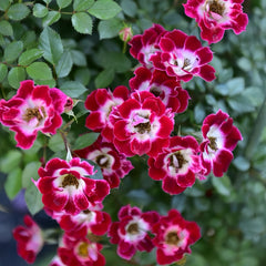 Little Artist Rose Plant|小画家