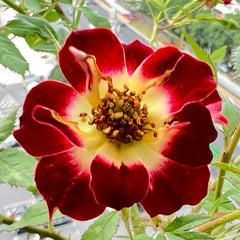 Little Artist Rose Plant|小画家
