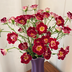 Little Artist Rose Plant|小画家