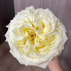 Liuxinsu Rose