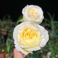 Liuxinsu Rose
