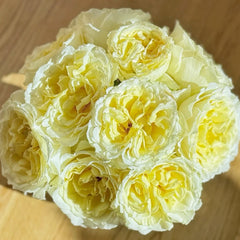Liuxinsu Rose