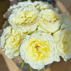 Liuxinsu Rose