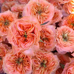 Vibrant Living Coral Rose Plant for a Stunning Garden