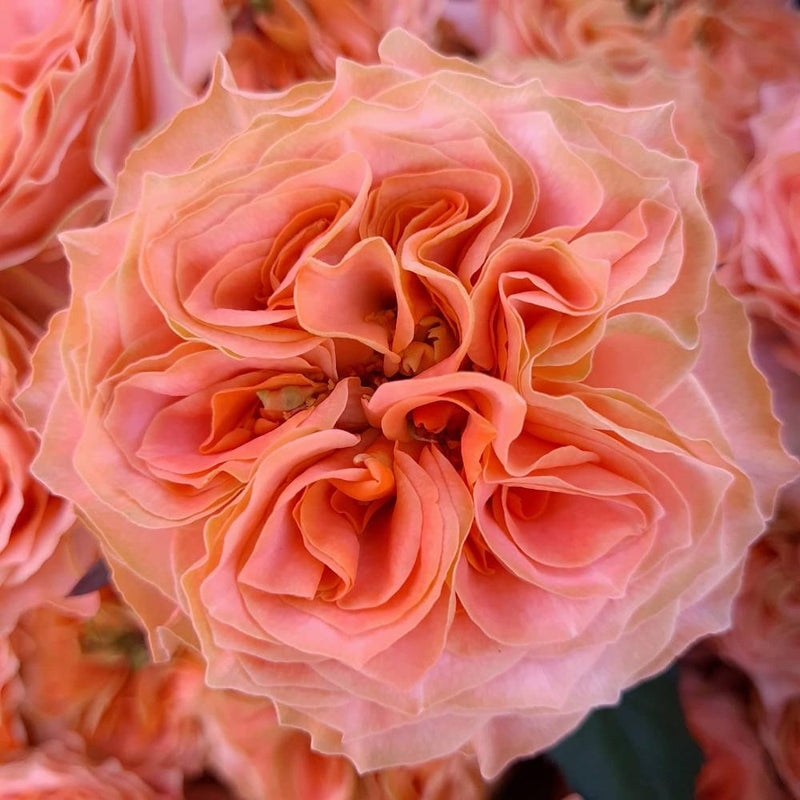 Vibrant Living Coral Rose Plant for a Stunning Garden