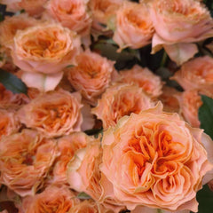 Vibrant Living Coral Rose Plant for a Stunning Garden