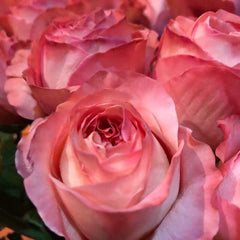 Striking London Eye Rose Plant for a Stunning Garden